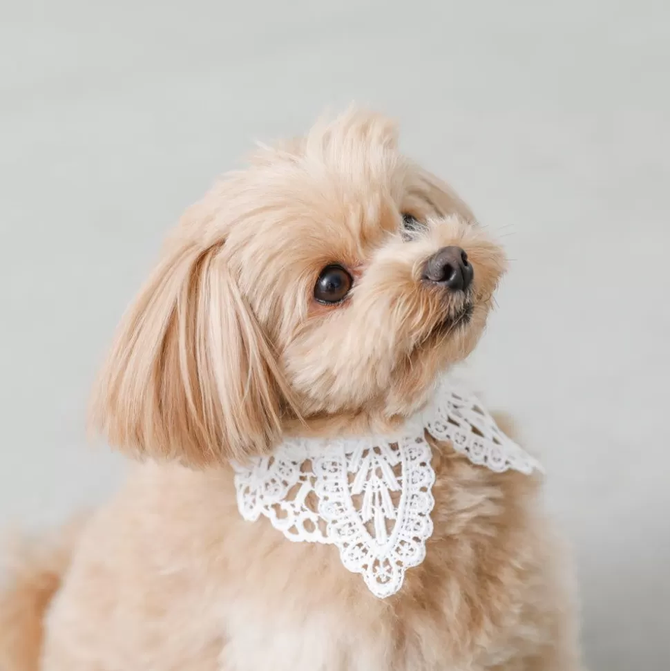 Other*MonCheri Lace Collar White